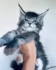 Photo №4. Je vais vendre maine coon en ville de Мёнхенгладбах. annonce privée - prix - 400€