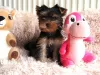 Photo №1. yorkshire terrier - à vendre en ville de Eš | Gratuit | Annonce №98091