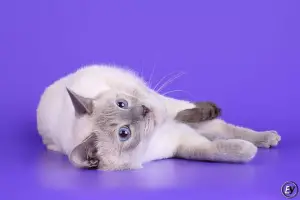 Photos supplémentaires: Petits-enfants de chatons thaïlandais et enfants de champions du monde