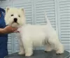 Photo №2 de l'annonce № 68882 de la vente west highland white terrier - acheter à Fédération de Russie annonce privée, de la fourrière, éleveur