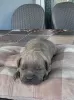 Photo №4. Je vais vendre cane corso en ville de Kragujevac.  - prix - négocié