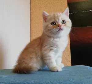 Photos supplémentaires: Chatons écossais avec pedigrees et vaccinations