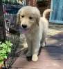 Photo №1. golden retriever - à vendre en ville de Burgas | négocié | Annonce №111778