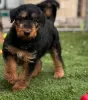 Photo №4. Je vais vendre airedale terrier en ville de Торонто. éleveur - prix - 425€