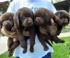 Photos supplémentaires: Chiots labrador retriever