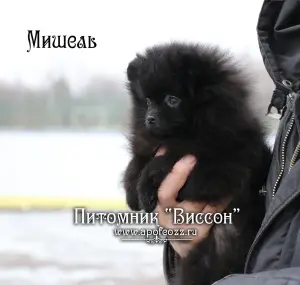 Photos supplémentaires: Beau chiot d'un spitz de Poméranie. Fille noire