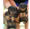 Photo №1. rottweiler - à vendre en ville de Гамбург | négocié | Annonce №65570