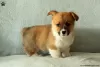 Photo №1. welsh corgi - à vendre en ville de Cholargos | 280€ | Annonce №63543