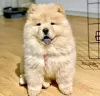 Photo №1. chow-chow - à vendre en ville de Paris | négocié | Annonce №98325