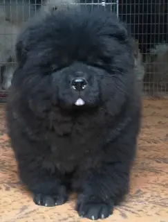 Photo №1. chow-chow - à vendre en ville de Komsomolsk-sur-l'Amour | 501€ | Annonce №2049