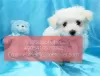 Photo №1. bichon maltais - à vendre en ville de Davos | négocié | Annonce №47603