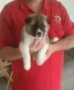 Photo №1. akita (chien) - à vendre en ville de Mannheim | Gratuit | Annonce №95921