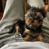 Photo №1. yorkshire terrier - à vendre en ville de Jáchymov | négocié | Annonce №85128