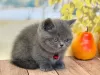 Photo №4. Je vais vendre scottish fold en ville de Пертунмаа. annonce privée - prix - 400€