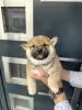 Photo №4. Je vais vendre shiba en ville de Vladičin Han. éleveur - prix - négocié