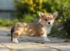 Photo №1. welsh corgi - à vendre en ville de Cherepovets | 2400€ | Annonce №11544