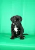 Photo №4. Je vais vendre cane corso en ville de Нови Сад. éleveur - prix - négocié