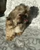 Photo №4. Je vais vendre shih tzu en ville de Ozorków. éleveur - prix - 287€