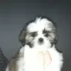 Photo №1. shih tzu - à vendre en ville de Стамбул | négocié | Annonce №123321