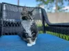 Photo №1. maine coon - à vendre en ville de West Palm Beach | 379€ | Annonce № 118293