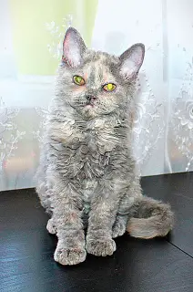 Photo №1. selkirk rex à poil ras - à vendre en ville de Ufa | 143€ | Annonce № 1873