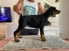 Photo №1. dobermann - à vendre en ville de Novi Bečej | négocié | Annonce №113503