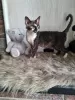 Photo №1. devon rex - à vendre en ville de Сквира | 360€ | Annonce № 31711