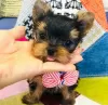 Photo №1. yorkshire terrier - à vendre en ville de Helsinki | négocié | Annonce №43046