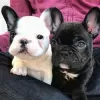 Photo №1. bouledogue - à vendre en ville de Nuremberg | 404€ | Annonce №128243