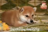 Photo №4. Je vais vendre shiba en ville de Khmelnitsky. éleveur - prix - négocié