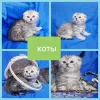 Photo №2 de l'annonce № 43879 de la vente scottish fold - acheter à Biélorussie annonce privée