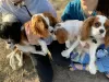 Photo №2 de l'annonce № 17324 de la vente cavalier king charles spaniel - acheter à USA éleveur