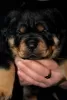 Photo №1. rottweiler - à vendre en ville de Gomel | 938€ | Annonce №128263