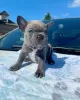 Photo №1. bouledogue - à vendre en ville de Leverkusen | négocié | Annonce №51138