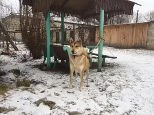 Photos supplémentaires: Je vais vendre des chiots du husky de Sibérie occidentale de parents qui