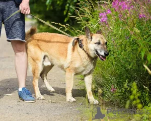 Photos supplémentaires: Chien bien élevé et confortable pour la vie