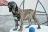 Photo №3. Dogue Canario - Chiots Presa Canario. Serbie