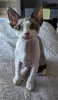 Photo №1. devon rex - à vendre en ville de Ekenäs | Gratuit | Annonce № 130692