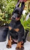 Photo №1. dobermann - à vendre en ville de Vologda | 856€ | Annonce №12110