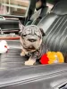 Photo №1. bouledogue - à vendre en ville de Rochester | 379€ | Annonce №99285