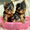 Photo №1. biewer yorkshire terrier - à vendre en ville de Бург | 159€ | Annonce №129620