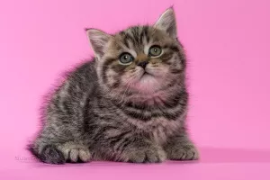 Photo №1. british shorthair - à vendre en ville de Minsk | 227€ | Annonce № 4989