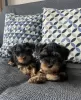 Photo №1. yorkshire terrier - à vendre en ville de Berlin | 3€ | Annonce №74200