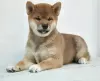 Photo №3. Génial garçon shiba inu. Fédération de Russie