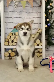 Photo №4. Je vais vendre malamute de l'alaska en ville de Москва. annonce privée - prix - Négocié