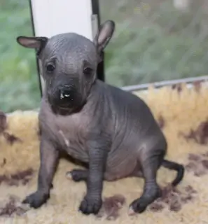 Photo №2 de l'annonce № 3418 de la vente xoloitzcuintle - acheter à Fédération de Russie de la fourrière