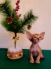 Photo №2 de l'annonce № 34213 de la vente oriental shorthair - acheter à Fédération de Russie annonce privée