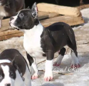 Photos supplémentaires: Chiots Amstaff de ritomnik