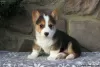 Photo №1. welsh corgi - à vendre en ville de Lardos | 570€ | Annonce №63548