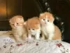 Photo №1. scottish fold - à vendre en ville de Rovaniemi | Gratuit | Annonce № 130720